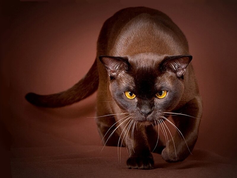 Black Cat Walking