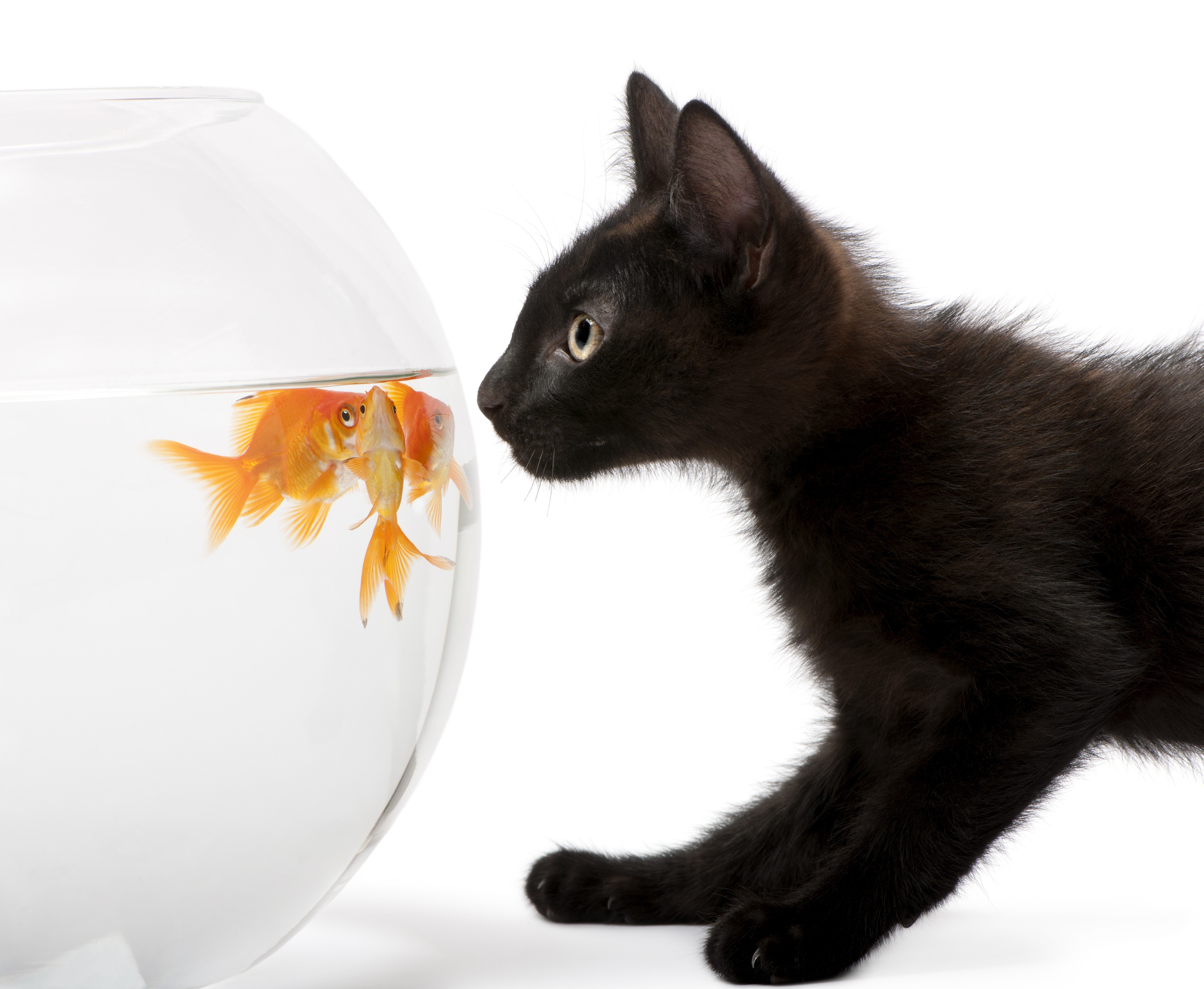black cat watching goldfish