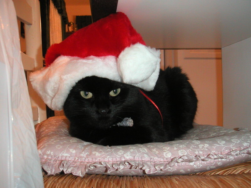 Black Cat Wearing Hat — Calm, Photograph