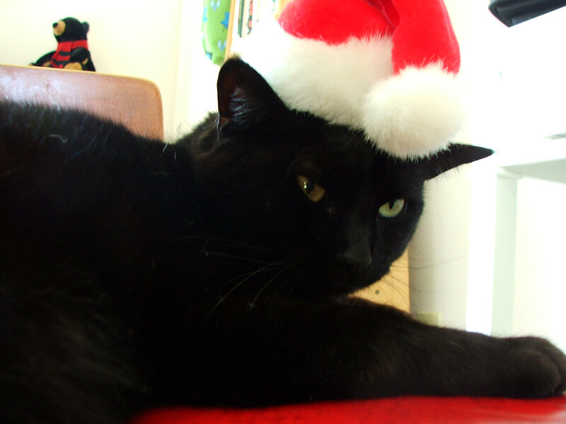 Black Cat Wearing Hat — Calm