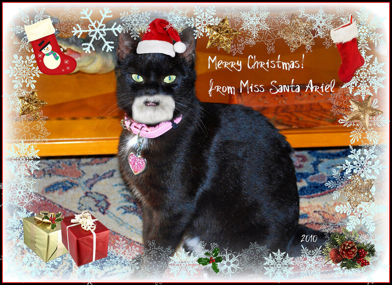Black Cat Wearing Hat — Festive