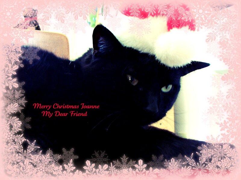 Black Cat Wearing Hat — Festive, Winter