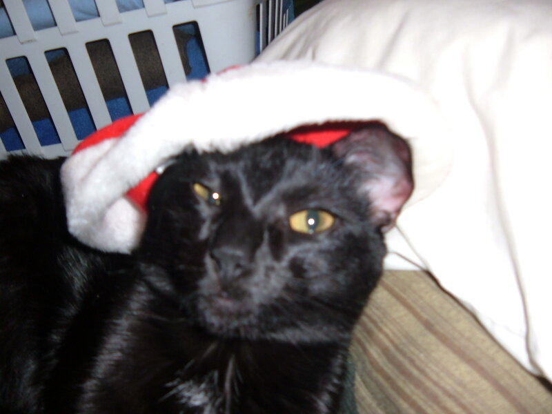 Black Cat Wearing Hat