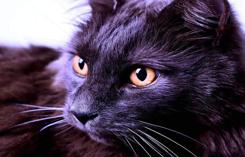 Black Cat with Amber Eyes — Intense