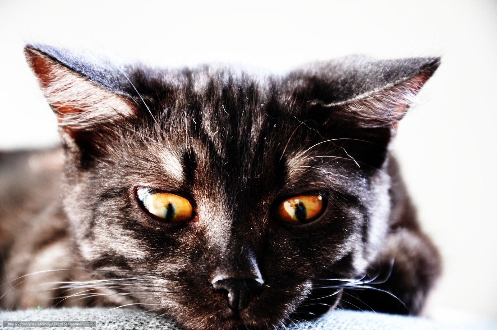 black cat with amber eyes