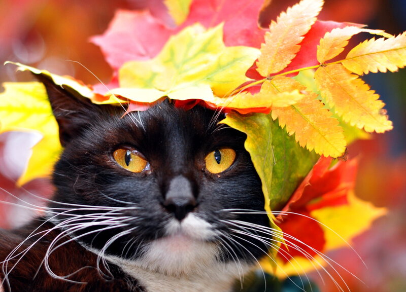Black Cat with Autumn Leaves