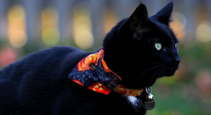 Black Cat with Bandana