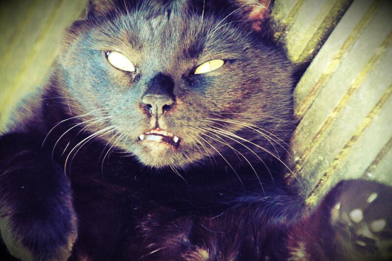 Black Cat with Bared Teeth — Intense