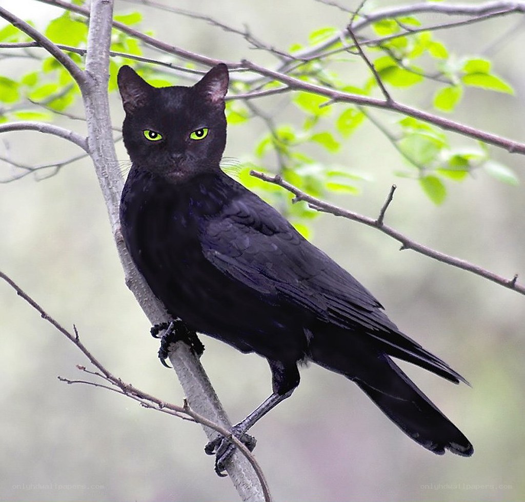 black cat with bird body