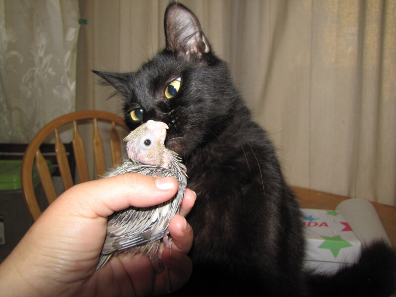 Black Cat with Bird — Calm