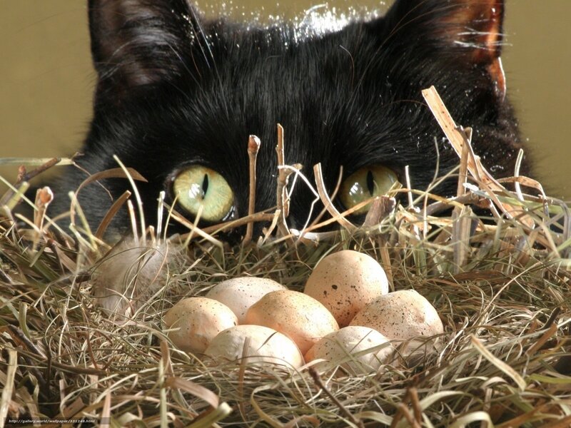 black cat with bird eggs