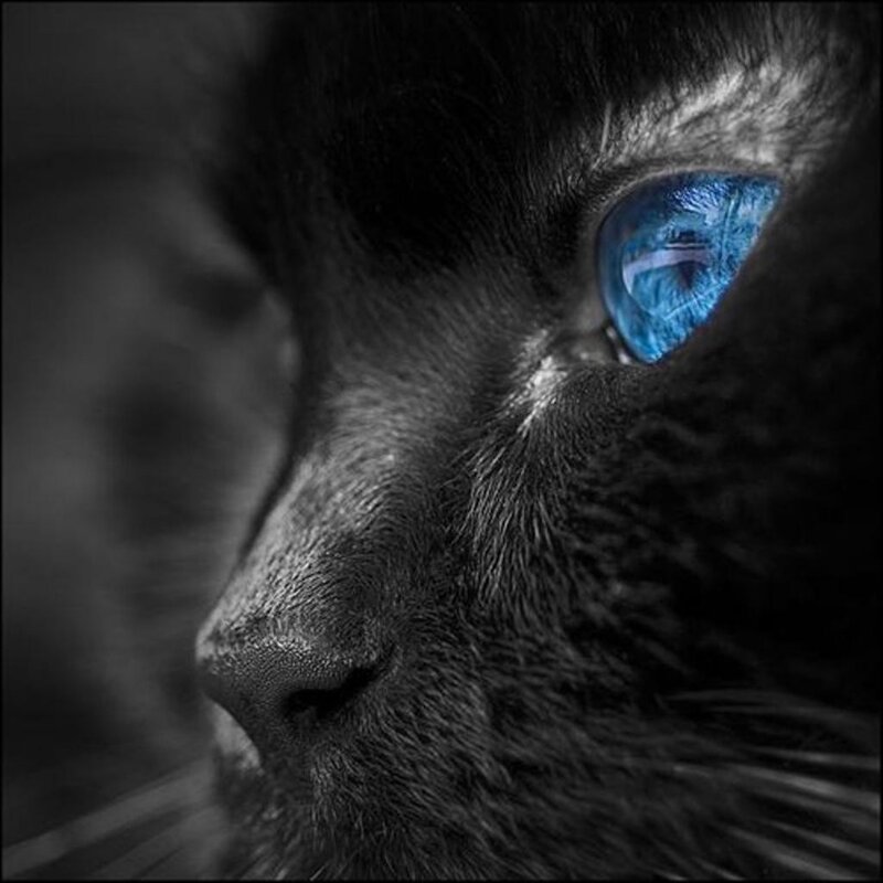 Black Cat with Blue Eye