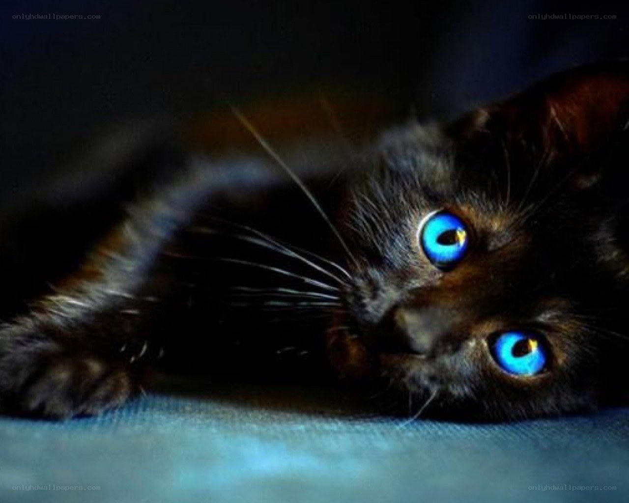 black cat with blue eyes