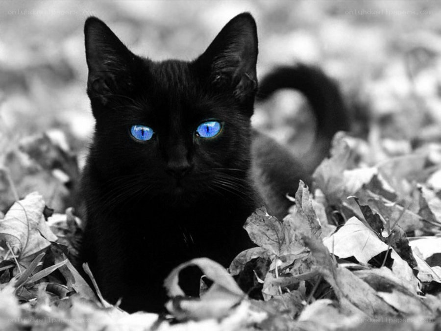 black cat with blue eyes
