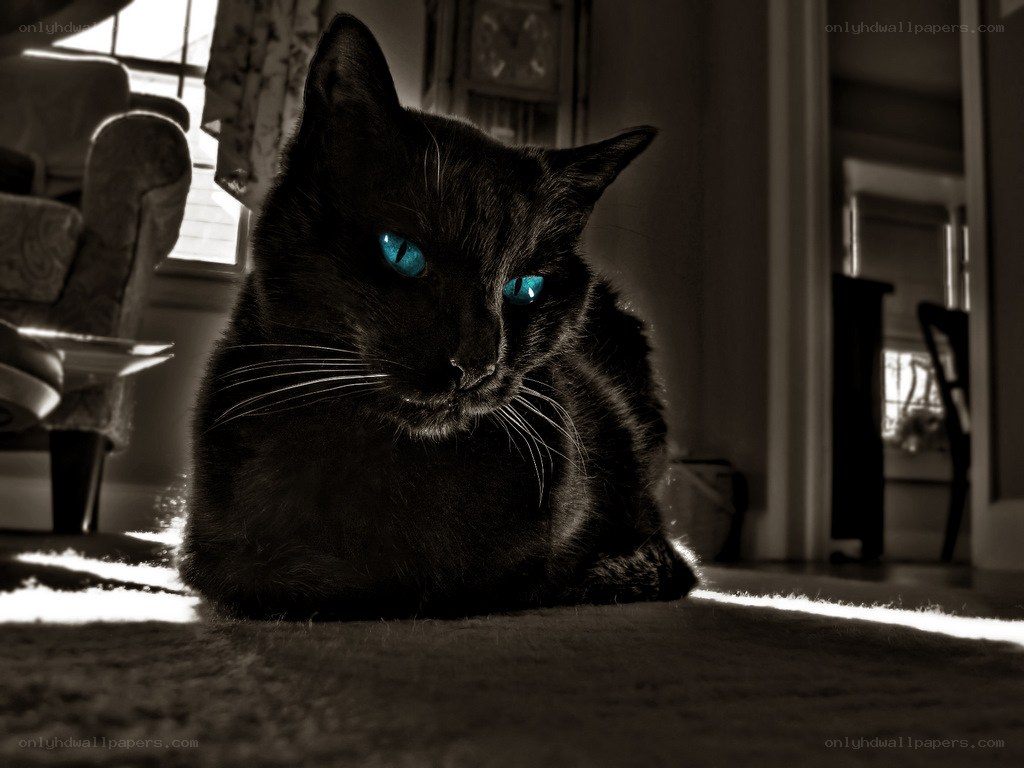 black cat with blue eyes