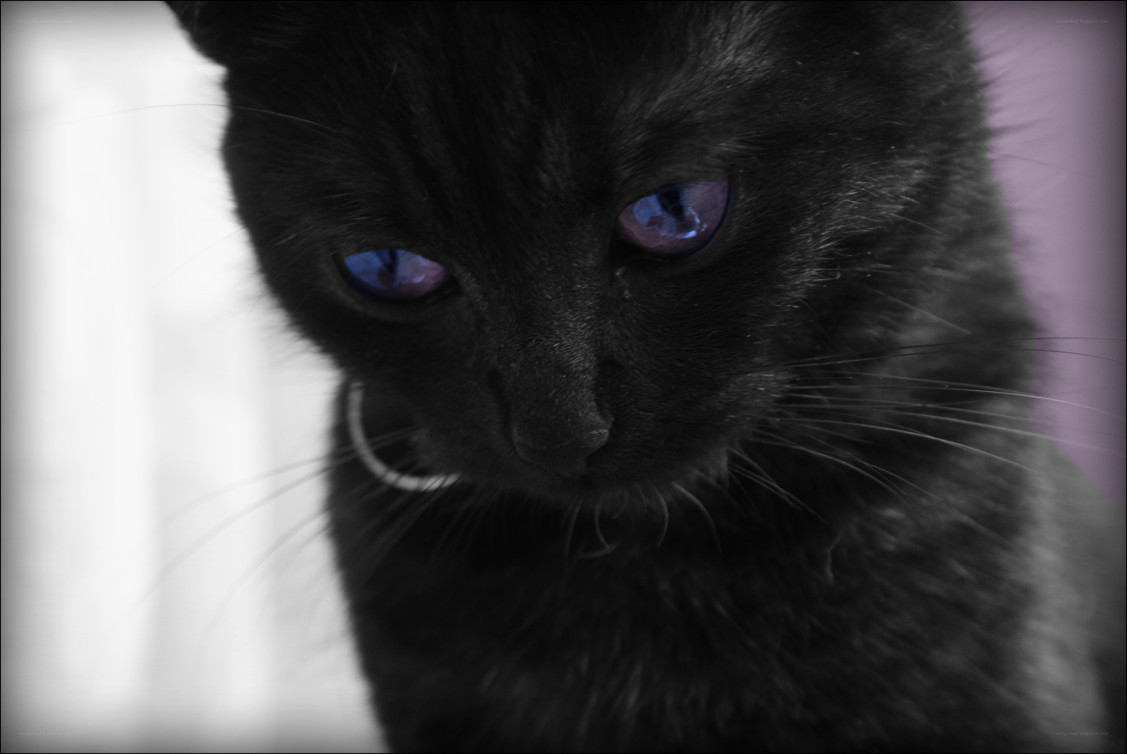 black cat with blue eyes