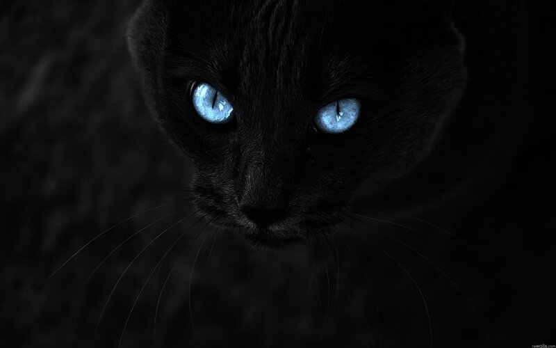 black cat with blue eyes