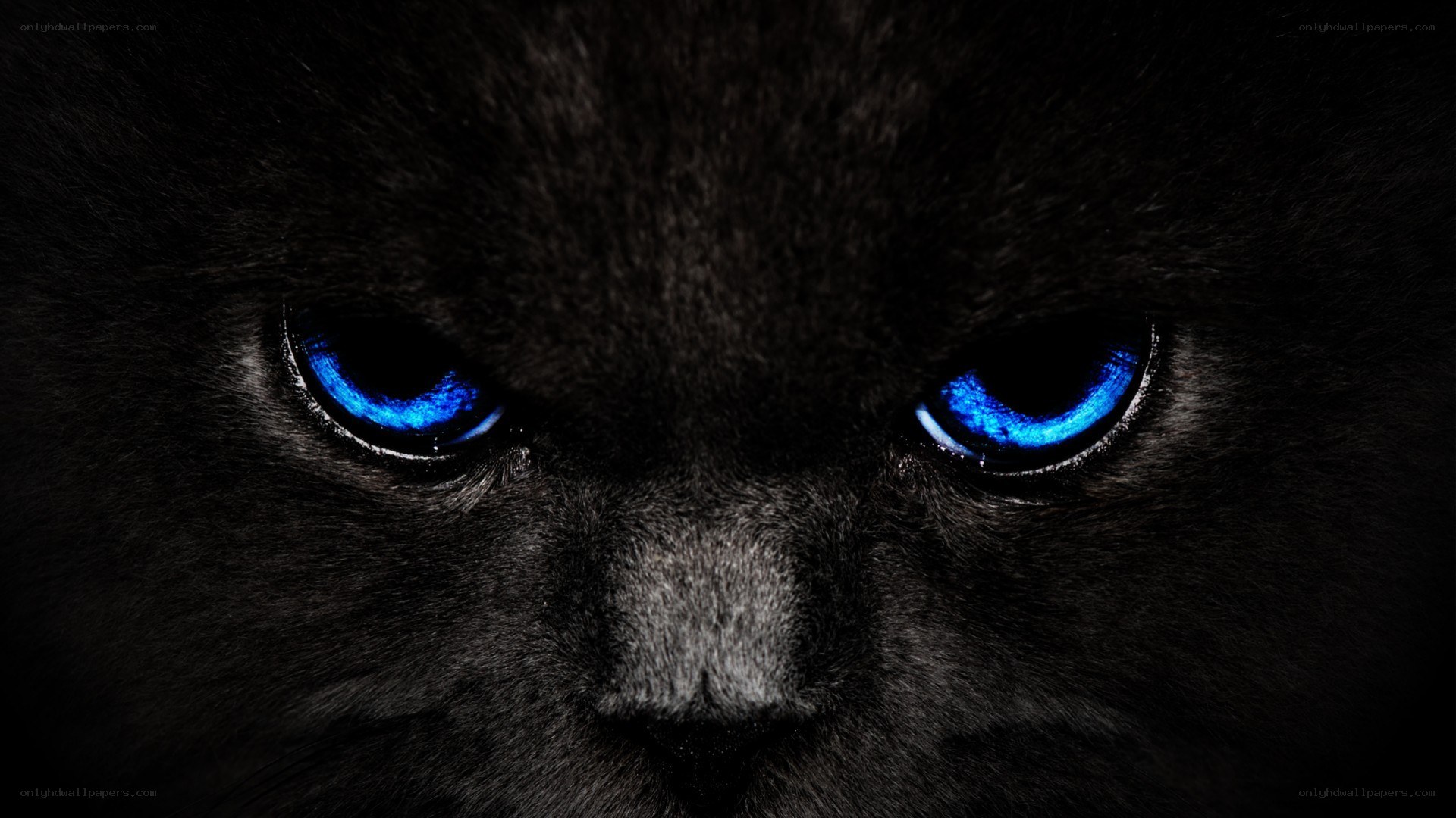 black cat with blue eyes
