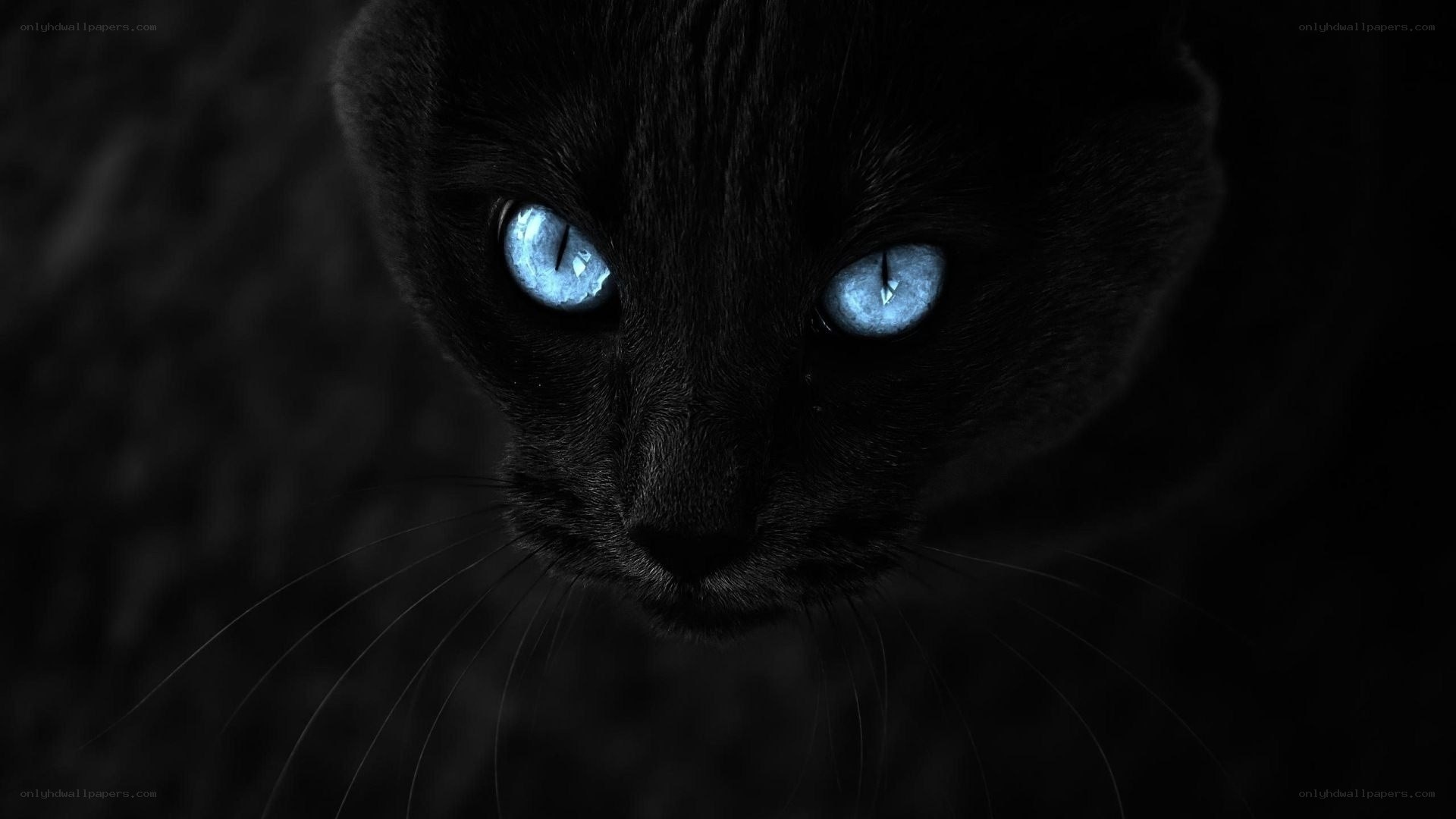 black cat with blue eyes