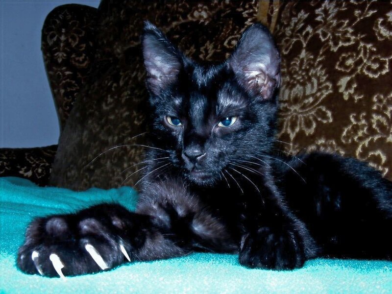 Black Cat with Blue Eyes — Calm