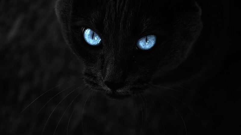 Black Cat with Blue Eyes — Dark, Intense