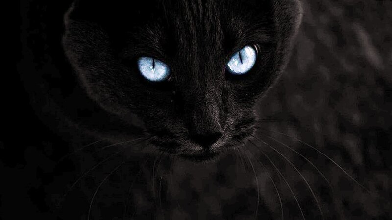 Black Cat with Blue Eyes — Dark, Night, Photograph