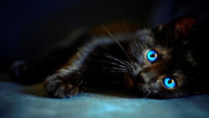 Black Cat with Blue Eyes — Dark, Night