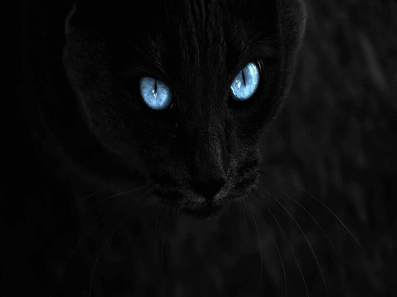 Black Cat with Blue Eyes — Dark
