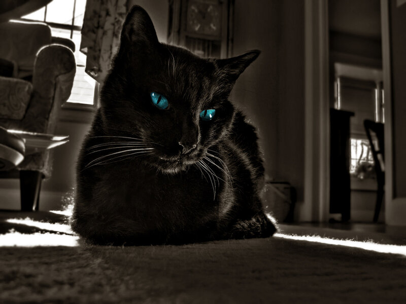 Black Cat with Blue Eyes — Dramatic, Afternoon