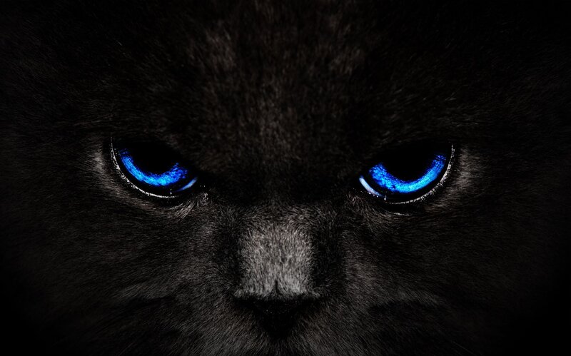 Black Cat with Blue Eyes — Dramatic, Night, Photograph, Nose