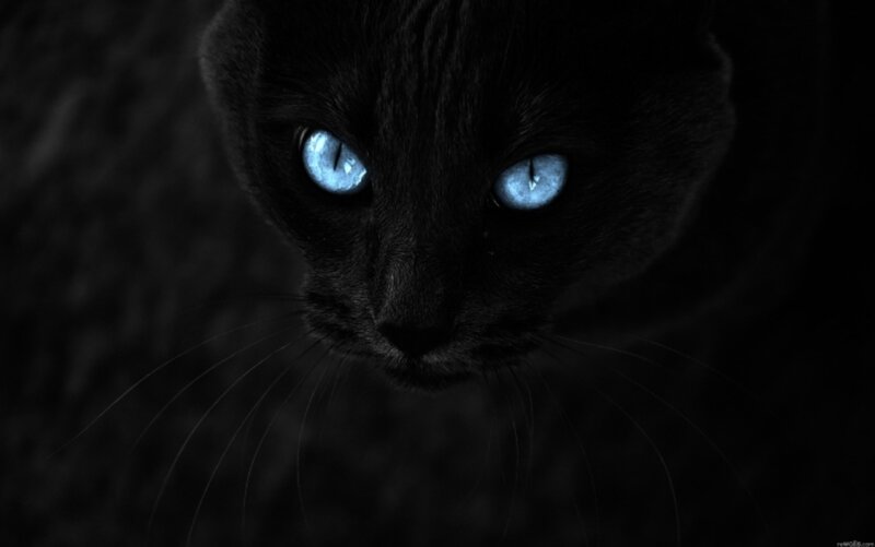 Black Cat with Blue Eyes — Dramatic, Night, Photograph