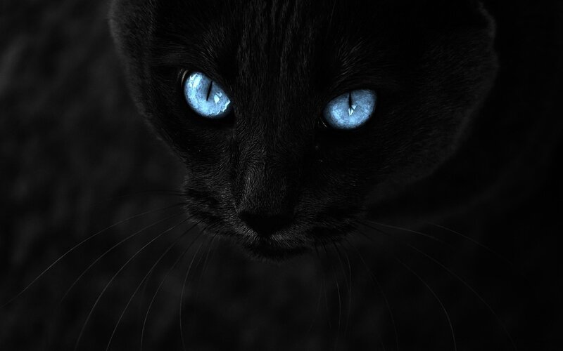 Black Cat with Blue Eyes — Dramatic, Night