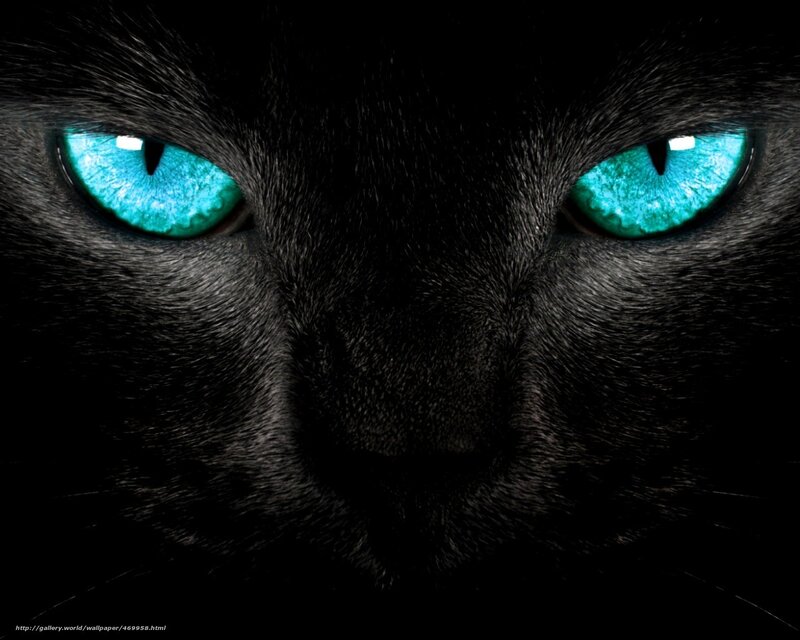 Black Cat with Blue Eyes — Dramatic, Photograph, Fur