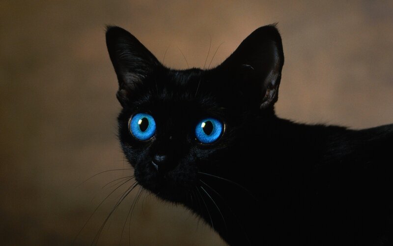 Black Cat with Blue Eyes — Dramatic, Photograph, Whiskers