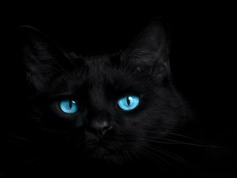 Black Cat with Blue Eyes — Dramatic