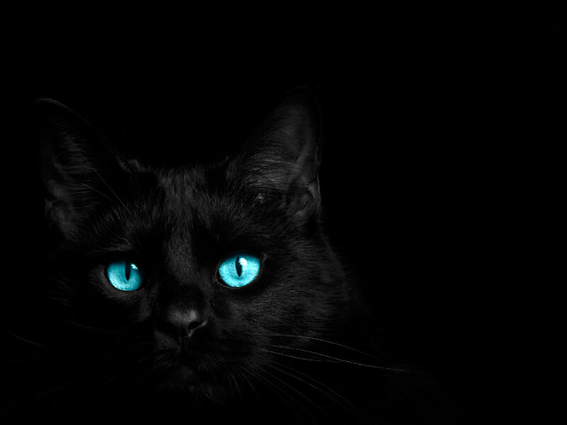 Black Cat with Blue Eyes — Dramatic, Whiskers