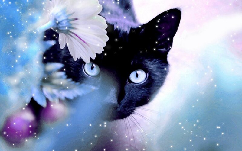 Black Cat with Blue Eyes — Dreamy