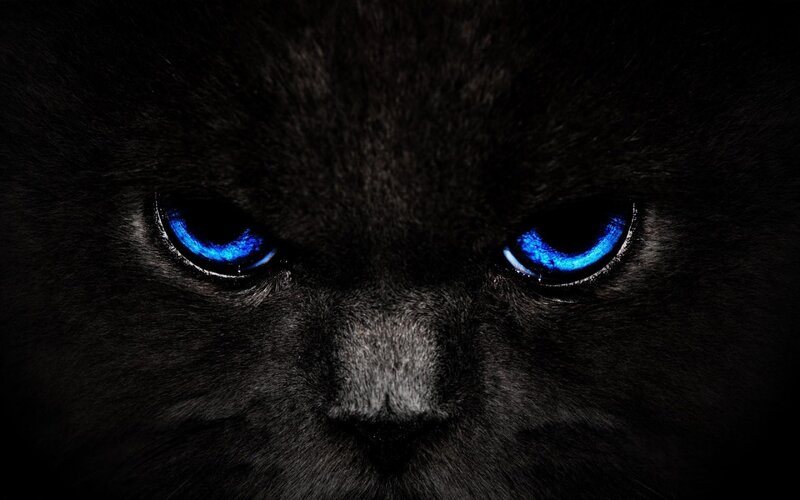 Black Cat with Blue Eyes — Intense, Night