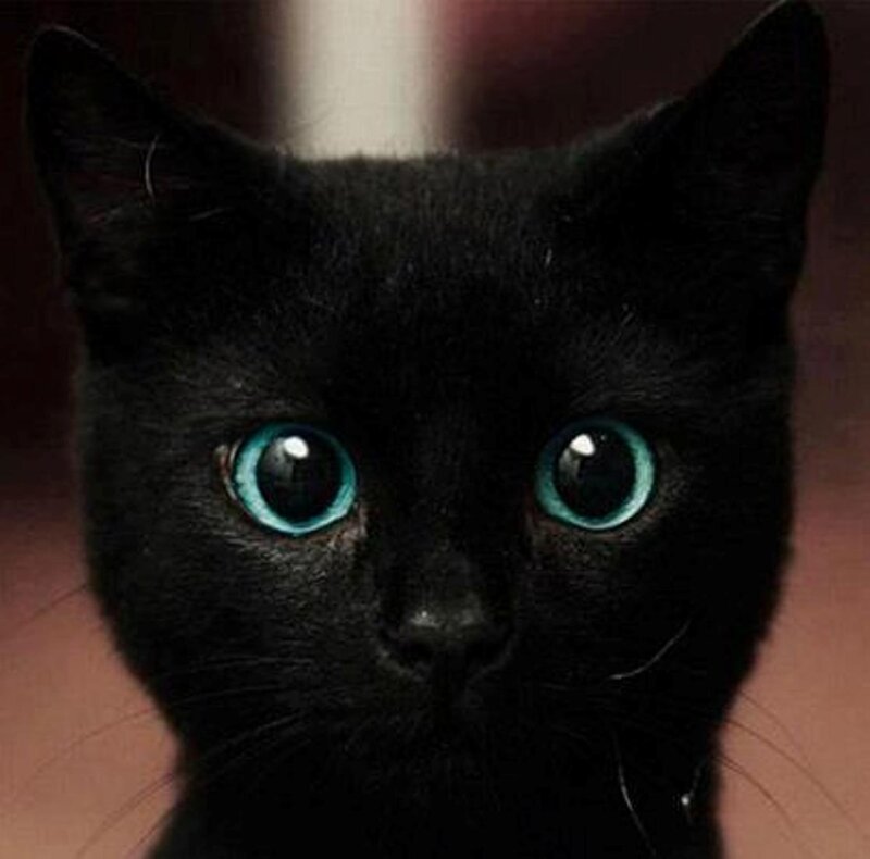 Black Cat with Blue Eyes — Intense, Photograph, Ears
