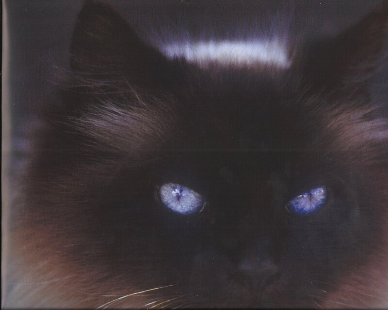 Black Cat with Blue Eyes — Intense, Photograph, Fur