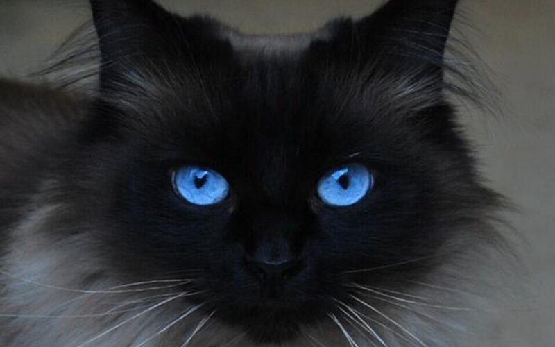 Black Cat with Blue Eyes — Intense, Photograph