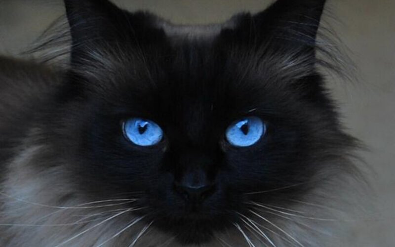 Black Cat with Blue Eyes — Intense