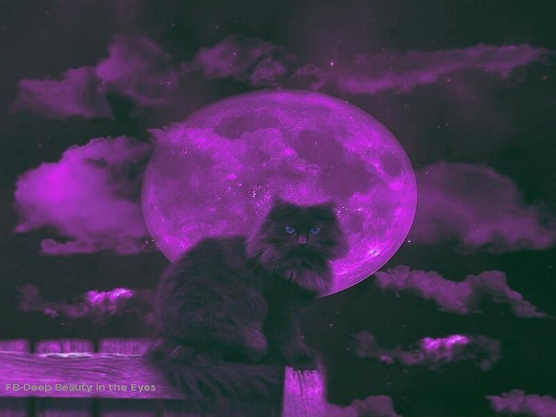 Black Cat with Blue Eyes — Purple