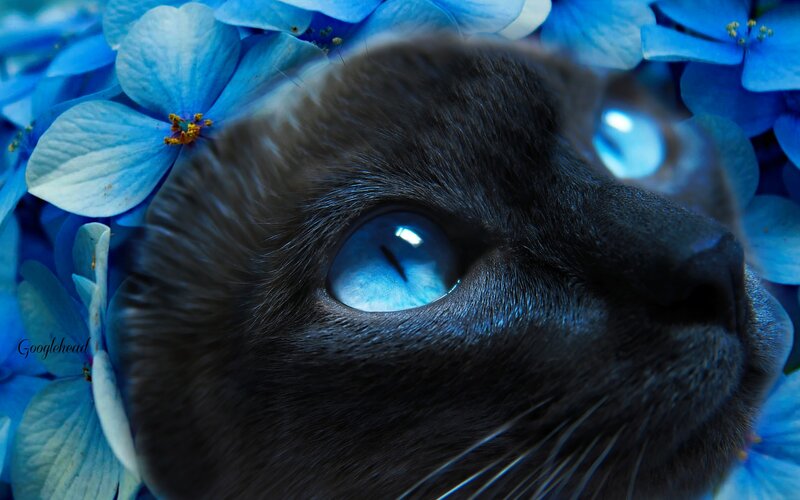 Black Cat with Blue Eyes — Serene