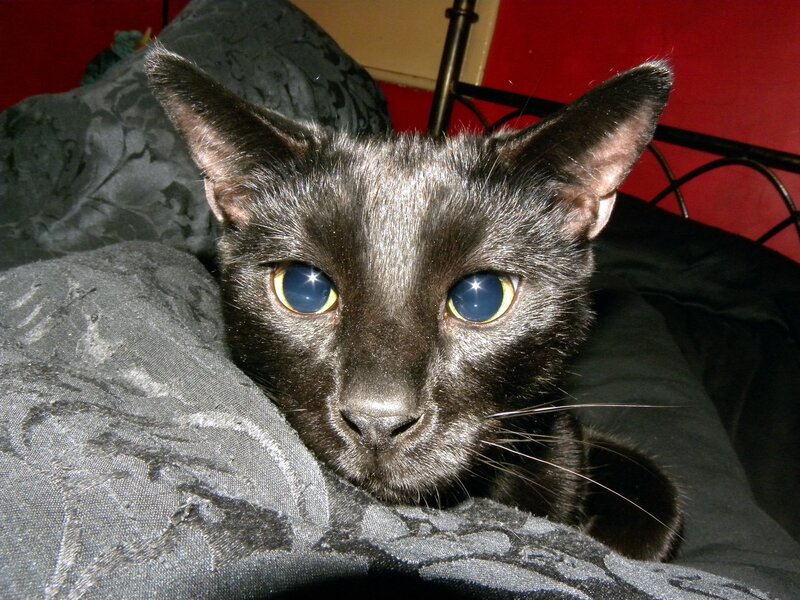 black cat with blue eyes