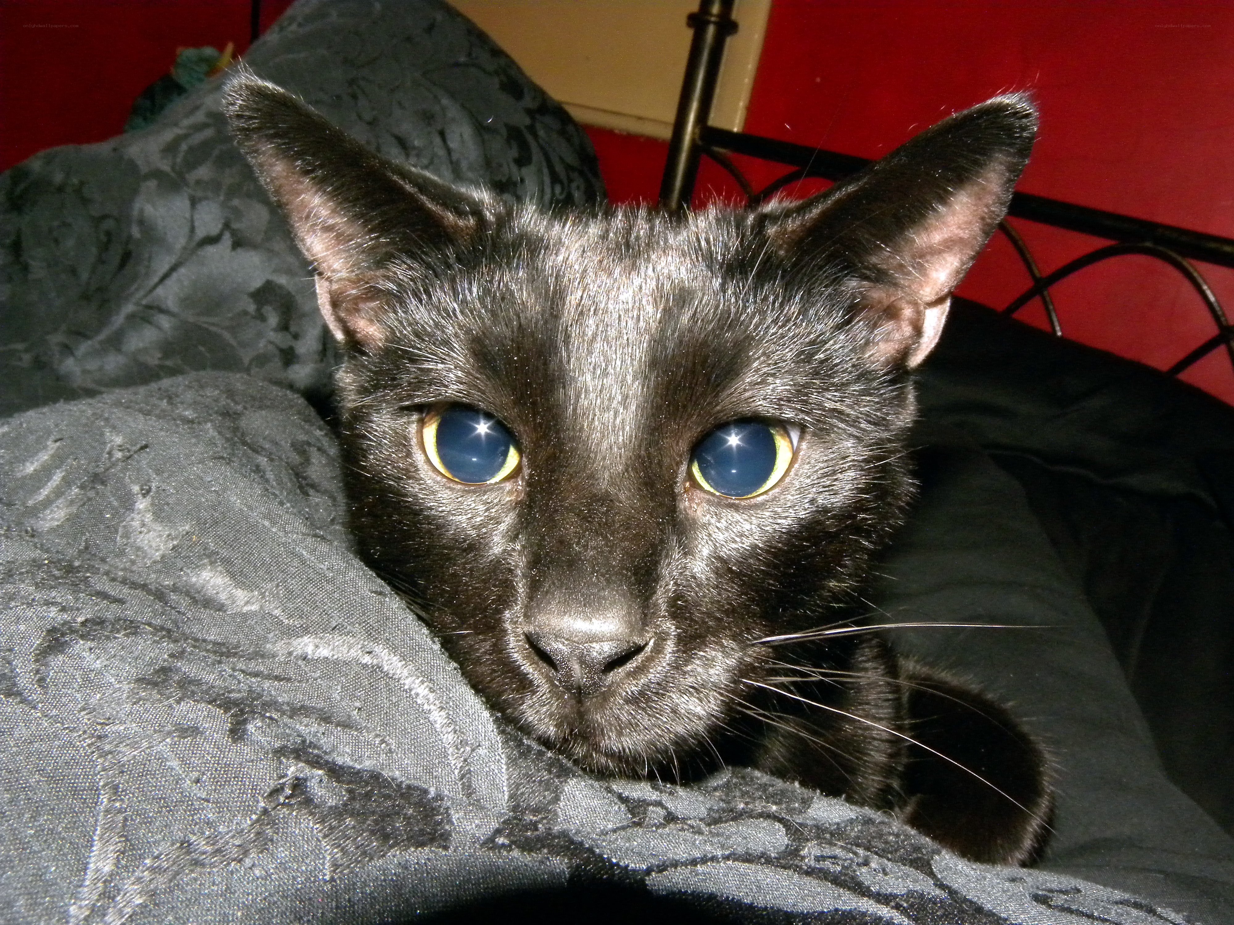 black cat with blue eyes