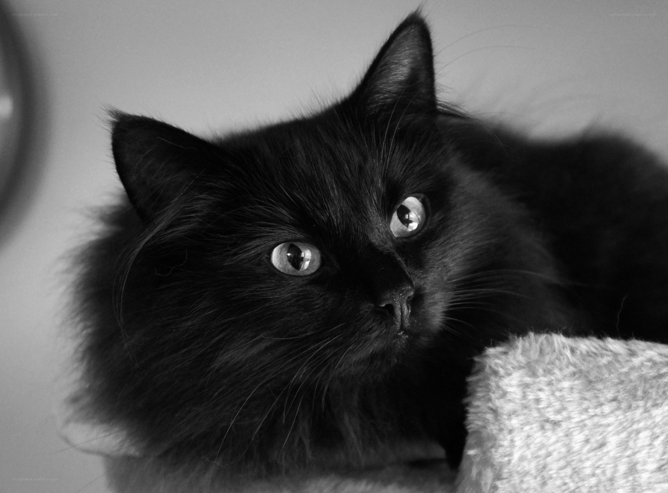 black cat with bright eyes