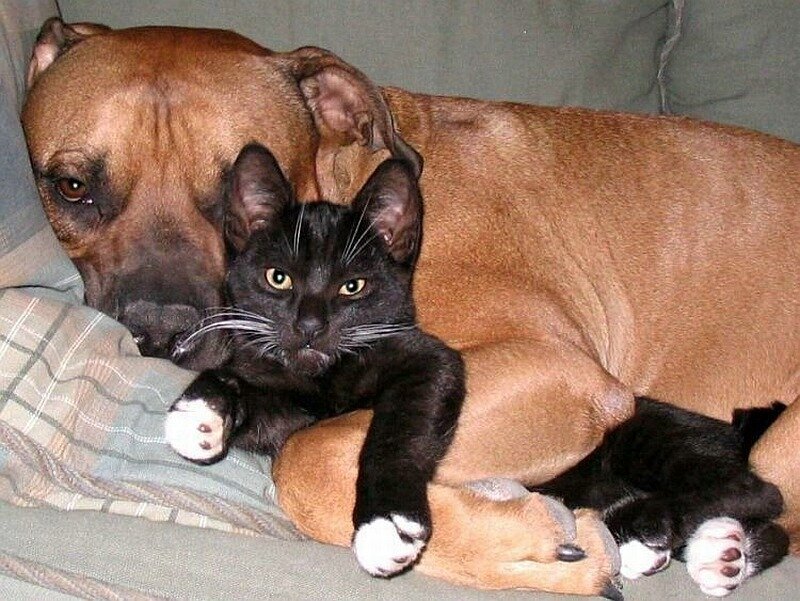 Black Cat with Brown Dog