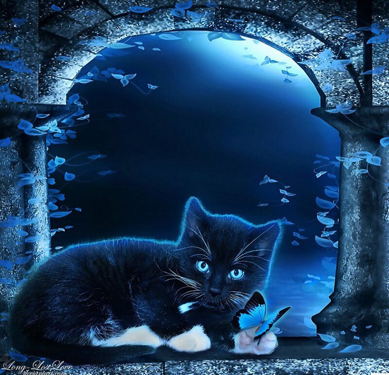 Black Cat with Butterfly