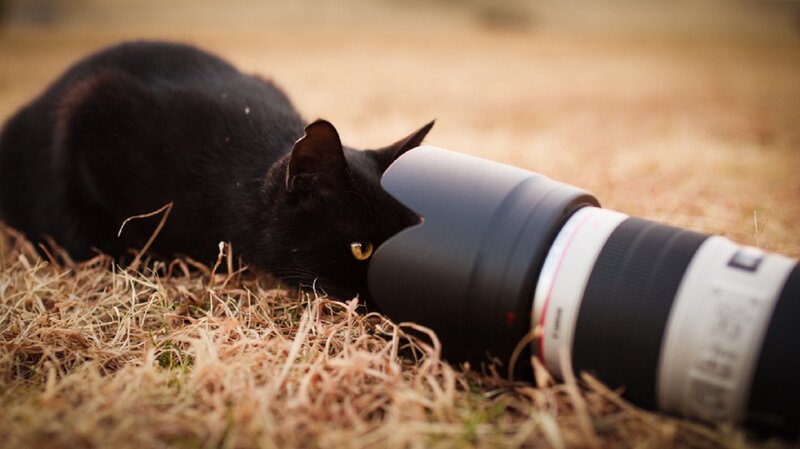 Black Cat with Camera Lens